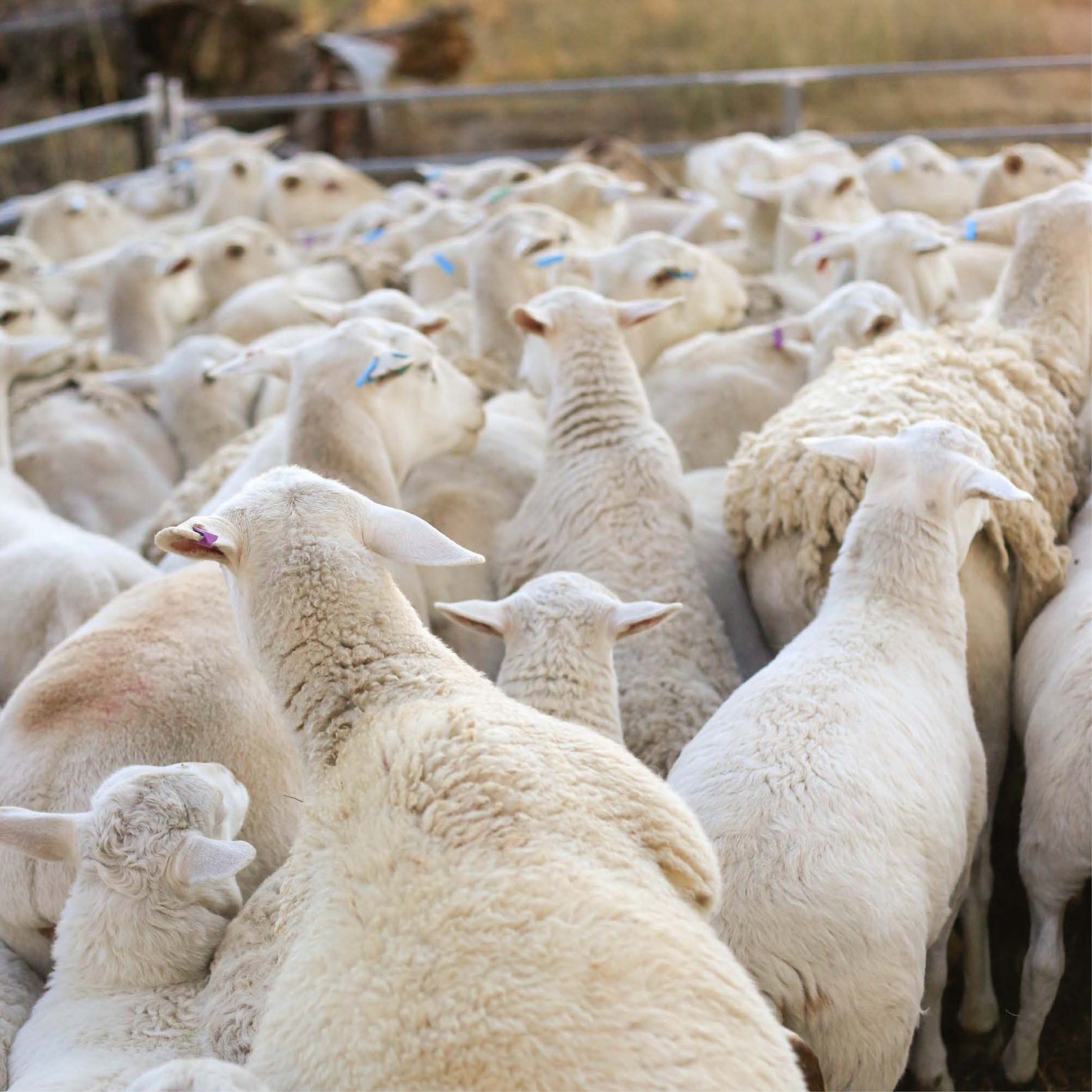 Macintyre Brook - Delicious, nutritious, ethical Australian Lamb ...